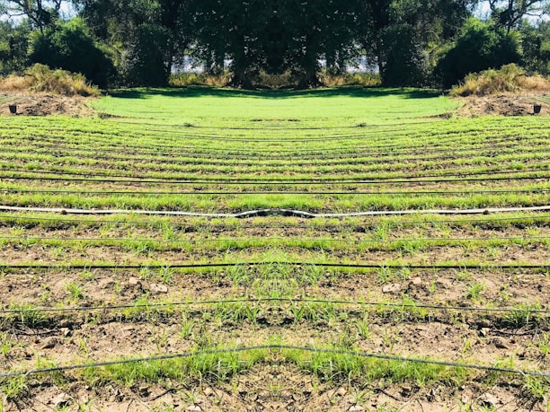 Rows of green seedlings are lined up in a field, separated by black irrigation pipes. The landscape is surrounded by dense, dark green foliage and trees, giving the scene a natural and serene atmosphere.