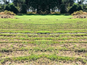 Rows of green seedlings are lined up in a field, separated by black irrigation pipes. The landscape is surrounded by dense, dark green foliage and trees, giving the scene a natural and serene atmosphere.