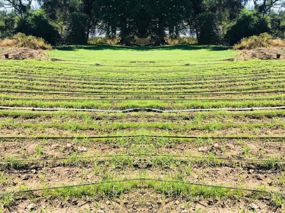 Rows of green seedlings are lined up in a field, separated by black irrigation pipes. The landscape is surrounded by dense, dark green foliage and trees, giving the scene a natural and serene atmosphere.