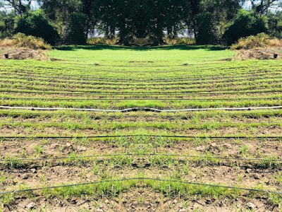 Rows of green seedlings are lined up in a field, separated by black irrigation pipes. The landscape is surrounded by dense, dark green foliage and trees, giving the scene a natural and serene atmosphere.