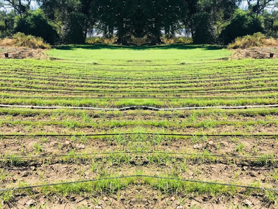 Rows of green seedlings are lined up in a field, separated by black irrigation pipes. The landscape is surrounded by dense, dark green foliage and trees, giving the scene a natural and serene atmosphere.