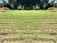 Rows of green seedlings are lined up in a field, separated by black irrigation pipes. The landscape is surrounded by dense, dark green foliage and trees, giving the scene a natural and serene atmosphere.