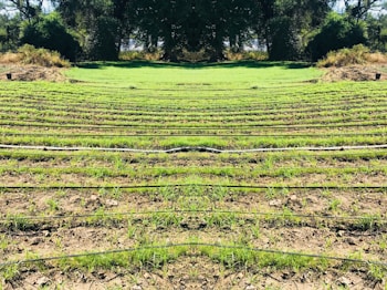 Rows of green seedlings are lined up in a field, separated by black irrigation pipes. The landscape is surrounded by dense, dark green foliage and trees, giving the scene a natural and serene atmosphere.