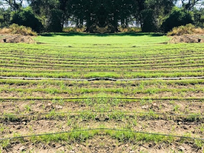 Rows of green seedlings are lined up in a field, separated by black irrigation pipes. The landscape is surrounded by dense, dark green foliage and trees, giving the scene a natural and serene atmosphere.