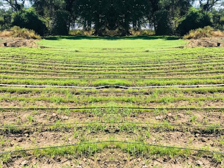 Rows of green seedlings are lined up in a field, separated by black irrigation pipes. The landscape is surrounded by dense, dark green foliage and trees, giving the scene a natural and serene atmosphere.