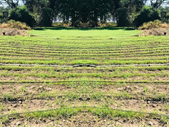 Rows of green seedlings are lined up in a field, separated by black irrigation pipes. The landscape is surrounded by dense, dark green foliage and trees, giving the scene a natural and serene atmosphere.