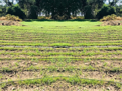 Rows of green seedlings are lined up in a field, separated by black irrigation pipes. The landscape is surrounded by dense, dark green foliage and trees, giving the scene a natural and serene atmosphere.