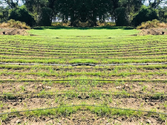 Rows of green seedlings are lined up in a field, separated by black irrigation pipes. The landscape is surrounded by dense, dark green foliage and trees, giving the scene a natural and serene atmosphere.