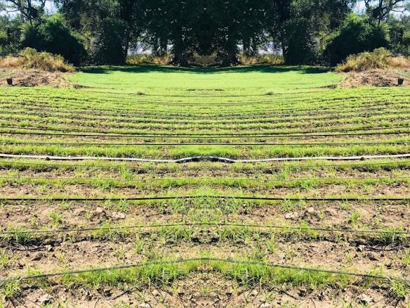 Rows of green seedlings are lined up in a field, separated by black irrigation pipes. The landscape is surrounded by dense, dark green foliage and trees, giving the scene a natural and serene atmosphere.