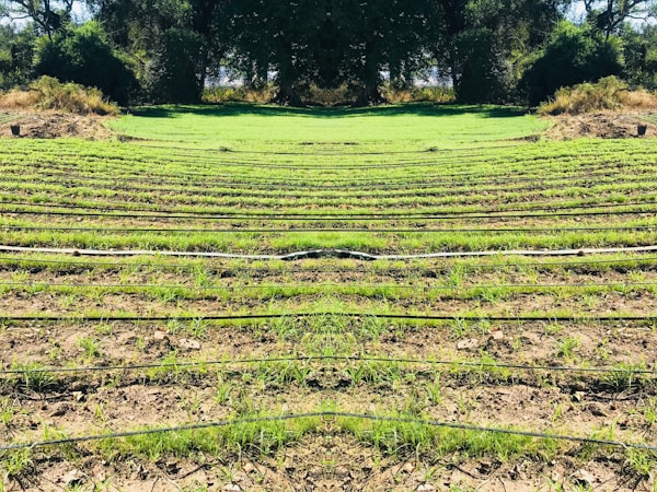 Rows of green seedlings are lined up in a field, separated by black irrigation pipes. The landscape is surrounded by dense, dark green foliage and trees, giving the scene a natural and serene atmosphere.