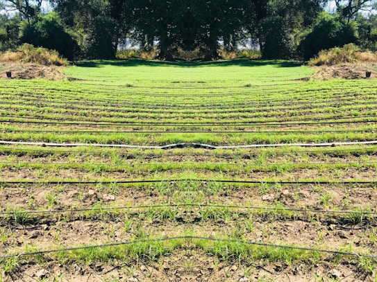 Rows of green seedlings are lined up in a field, separated by black irrigation pipes. The landscape is surrounded by dense, dark green foliage and trees, giving the scene a natural and serene atmosphere.