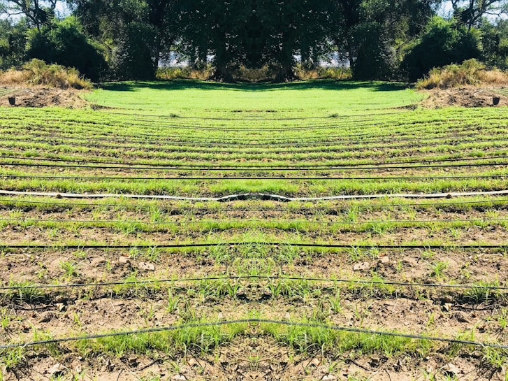 Rows of green seedlings are lined up in a field, separated by black irrigation pipes. The landscape is surrounded by dense, dark green foliage and trees, giving the scene a natural and serene atmosphere.
