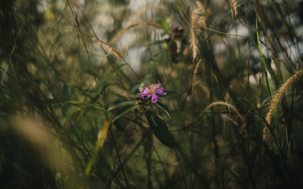 purple flower in tilt shift lens