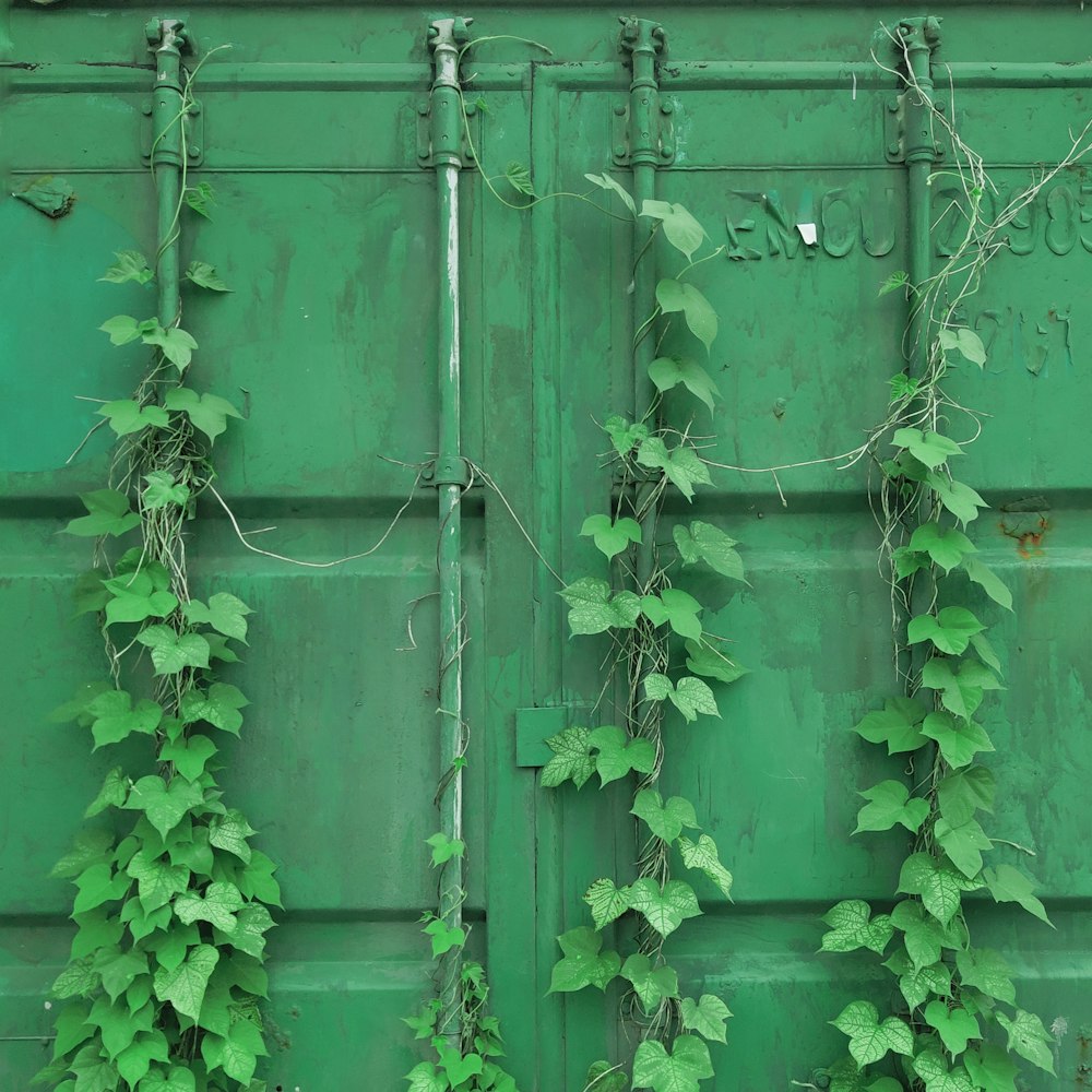 green metal fence with green leaves