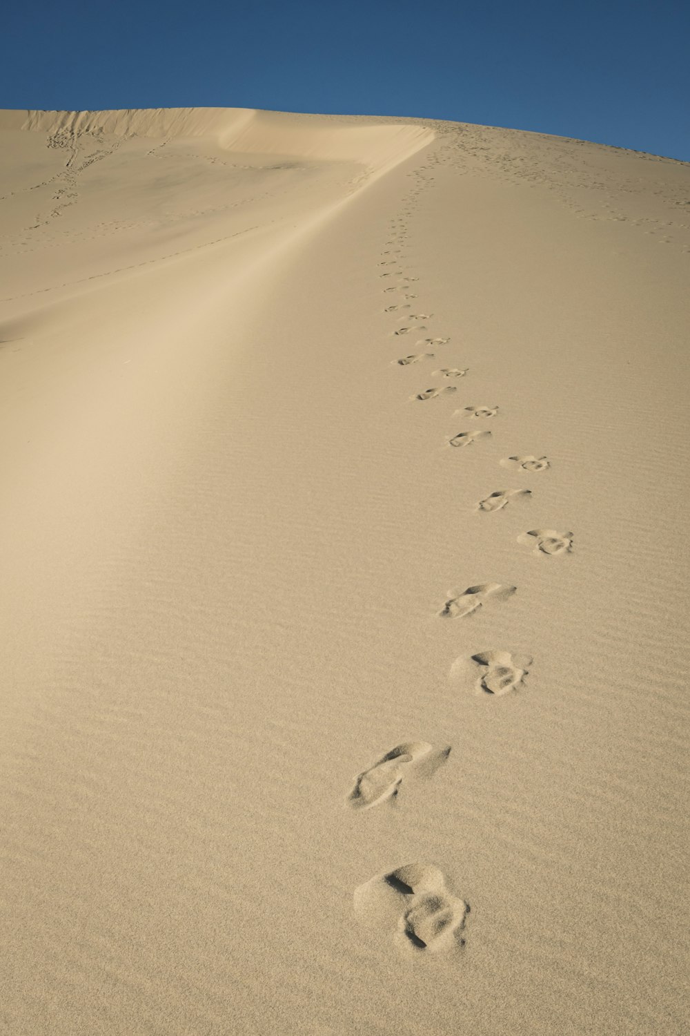 Vögel tagsüber auf Sand