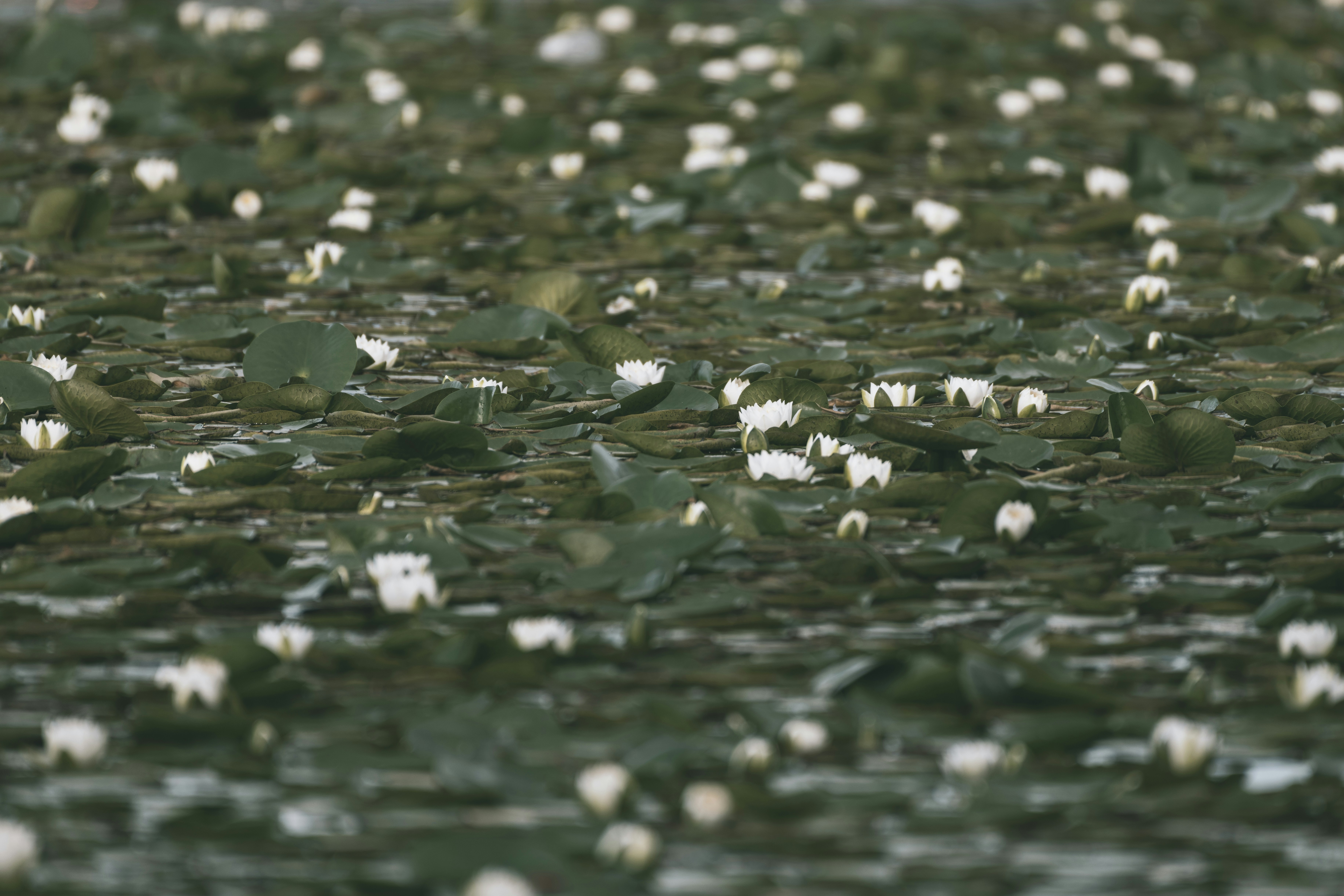 white and green leaves on water