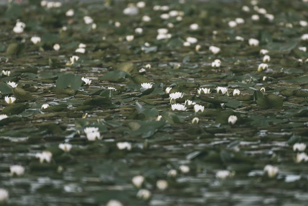 white and green leaves on water