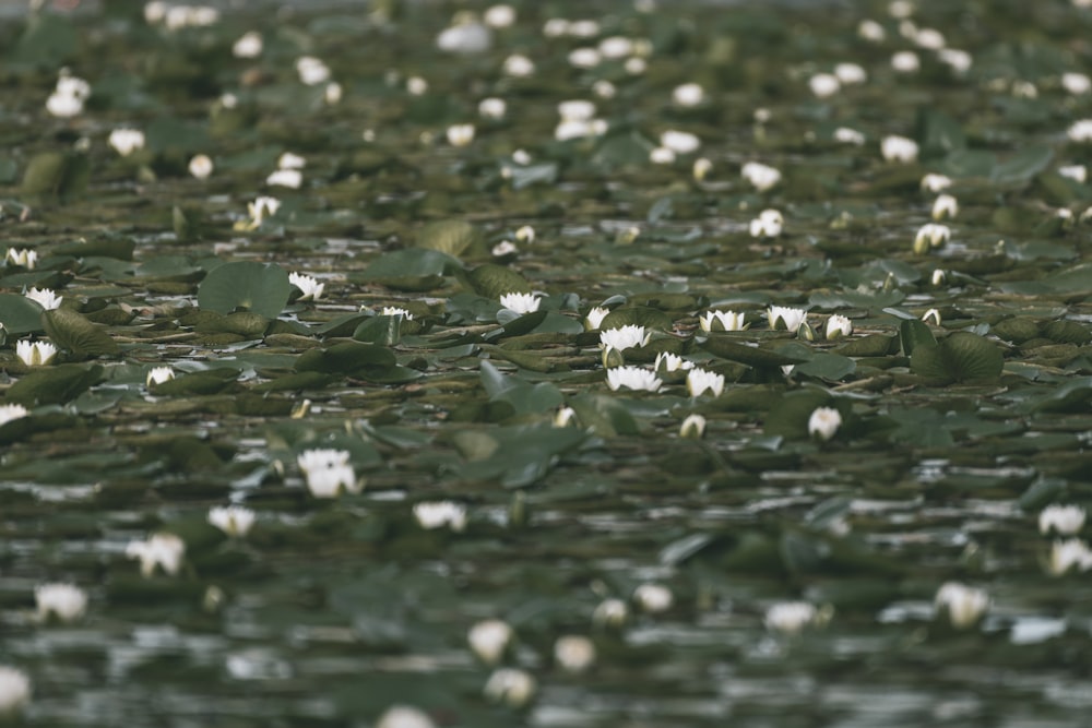 feuilles blanches et vertes sur l’eau