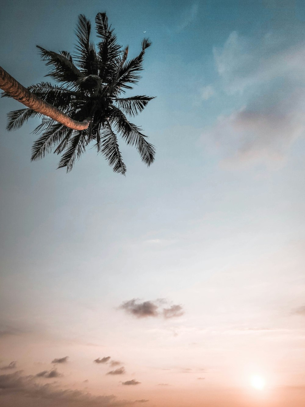 palmeira sob o céu nublado durante o dia