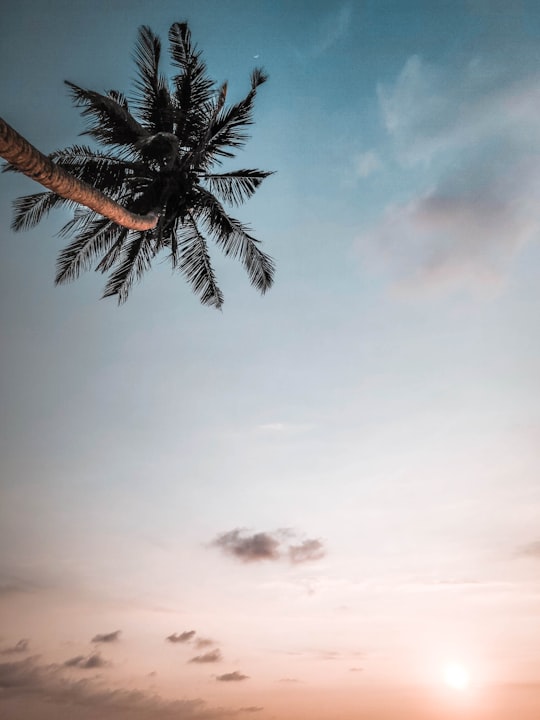palm tree under cloudy sky during daytime in Unawatuna Sri Lanka