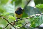 yellow and black bird on tree branch