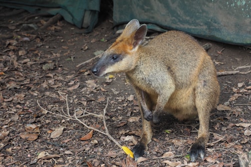 A small wallaby in a natural setting, surrounded by dry leaves and twigs on the ground. The wallaby has a brownish coat and is looking slightly to the side.