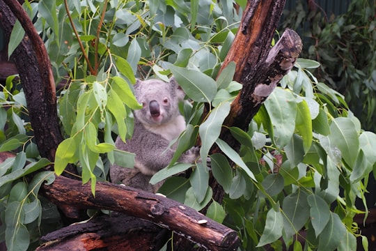 koala bear on brown tree branch during daytime in Cairns Australia