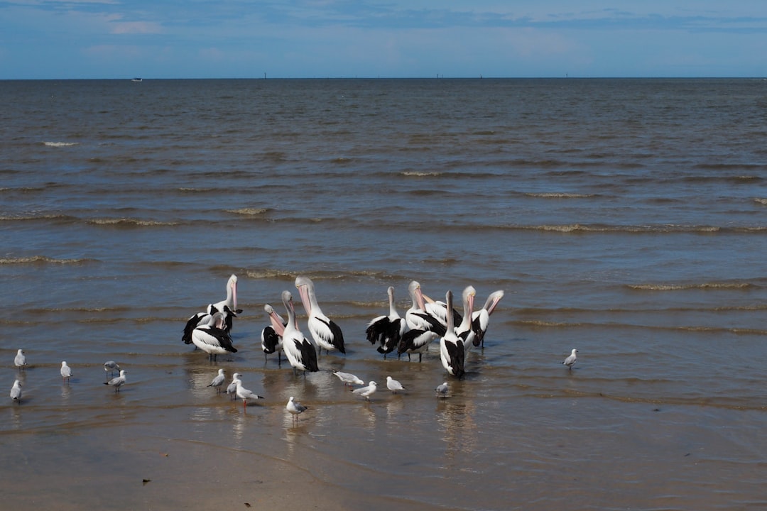 flock of pelicans on shore during daytime