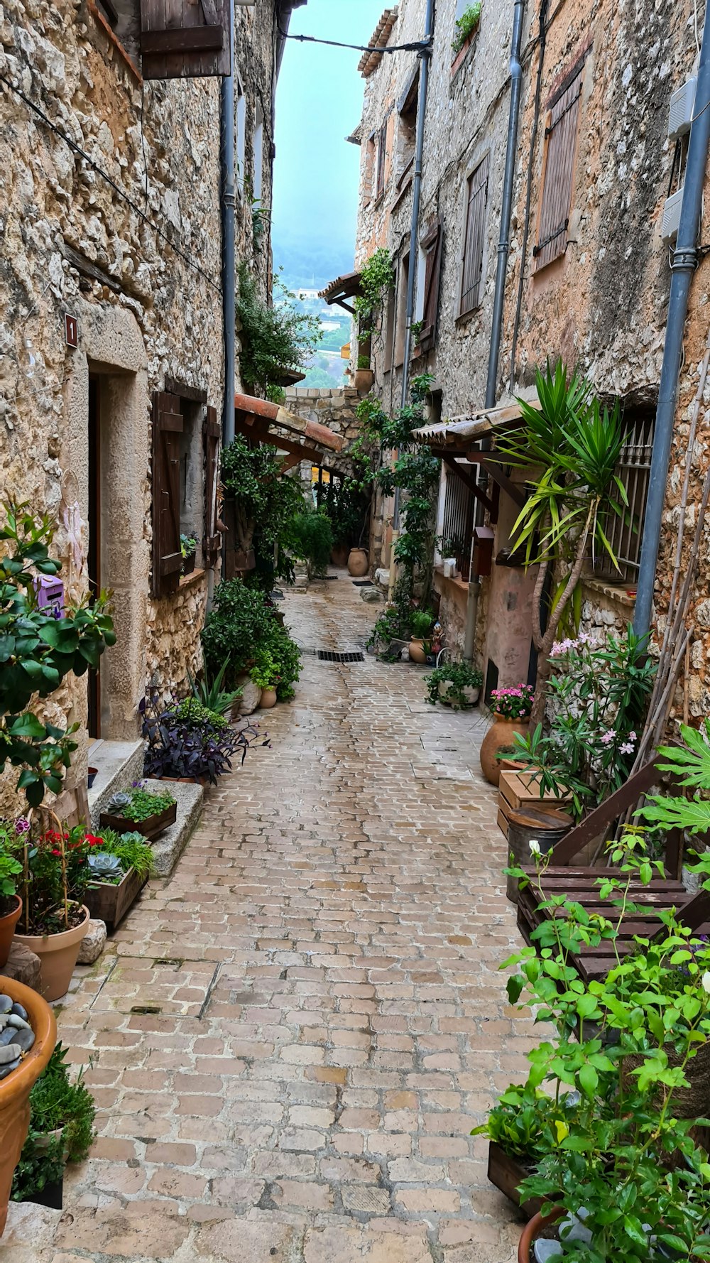 piante verdi su vaso di terracotta marrone