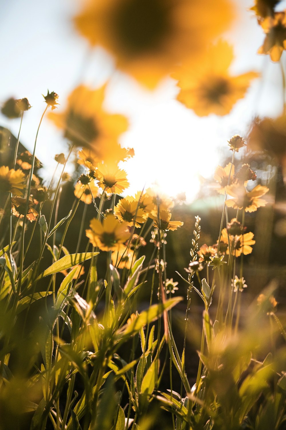 yellow flowers under cloudy sky during daytime