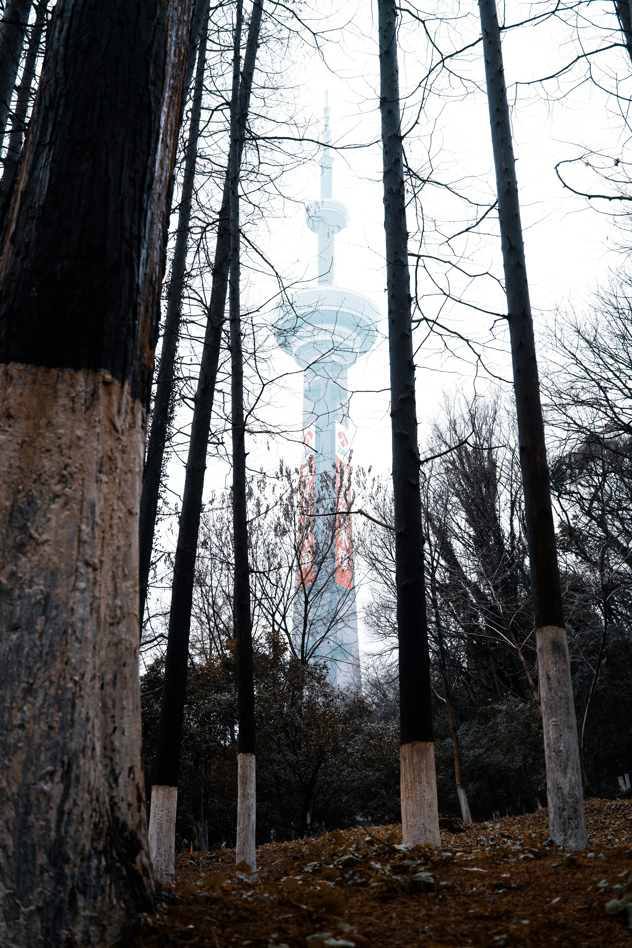 brown trees with white tower