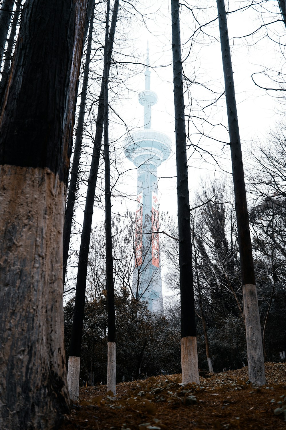 brown trees with white tower