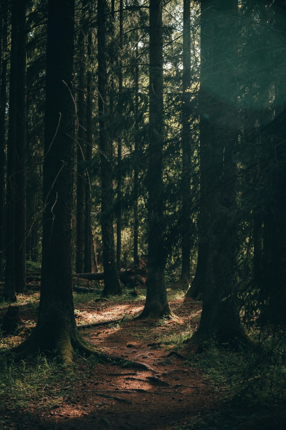 Grüne Bäume im Wald tagsüber