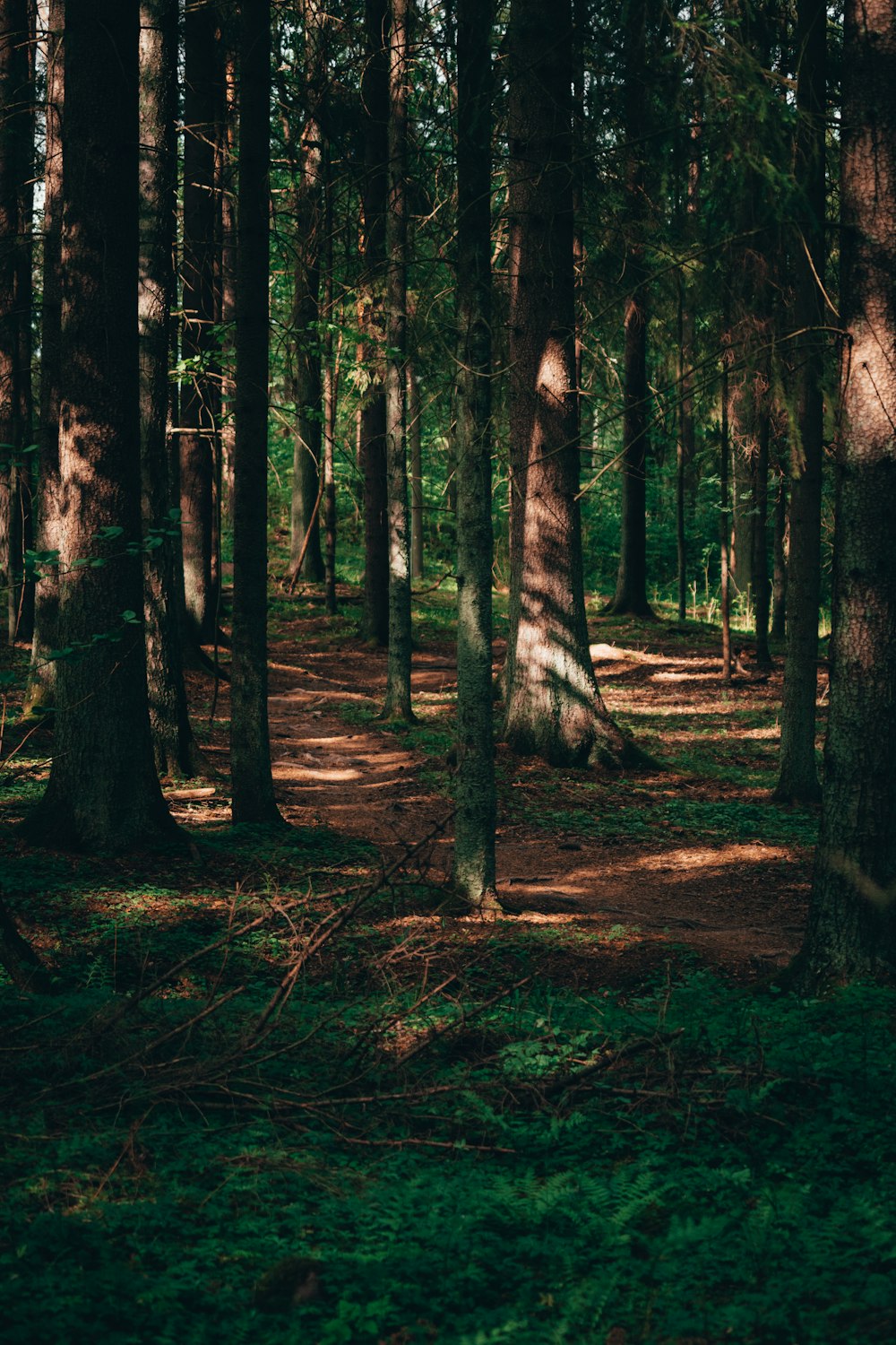 brown trees on forest during daytime