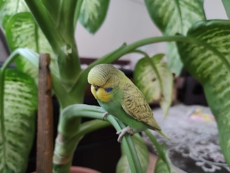green and yellow bird on green plant