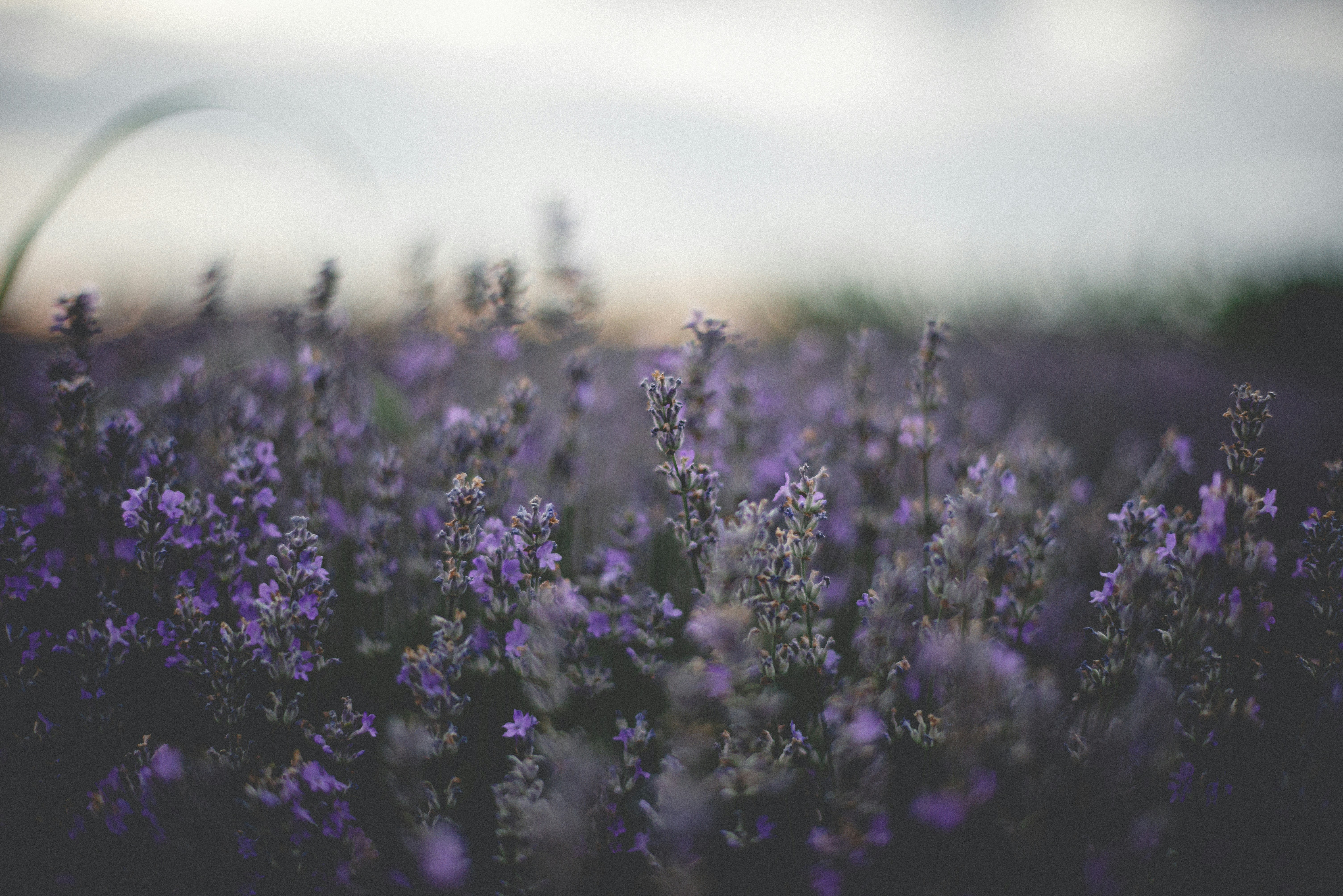 meowderina: an update