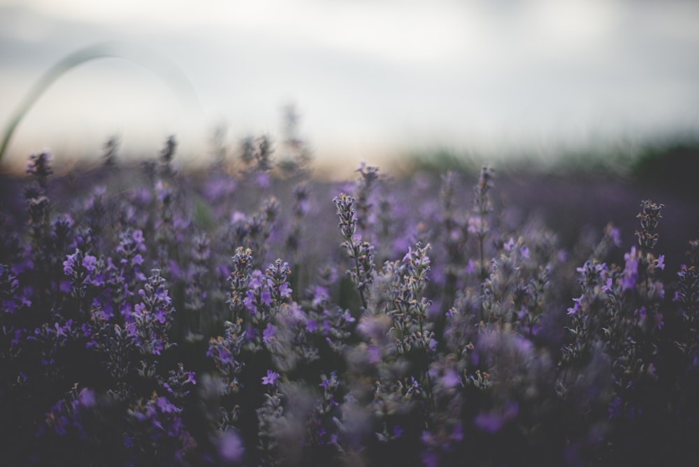 purple flower field during daytime