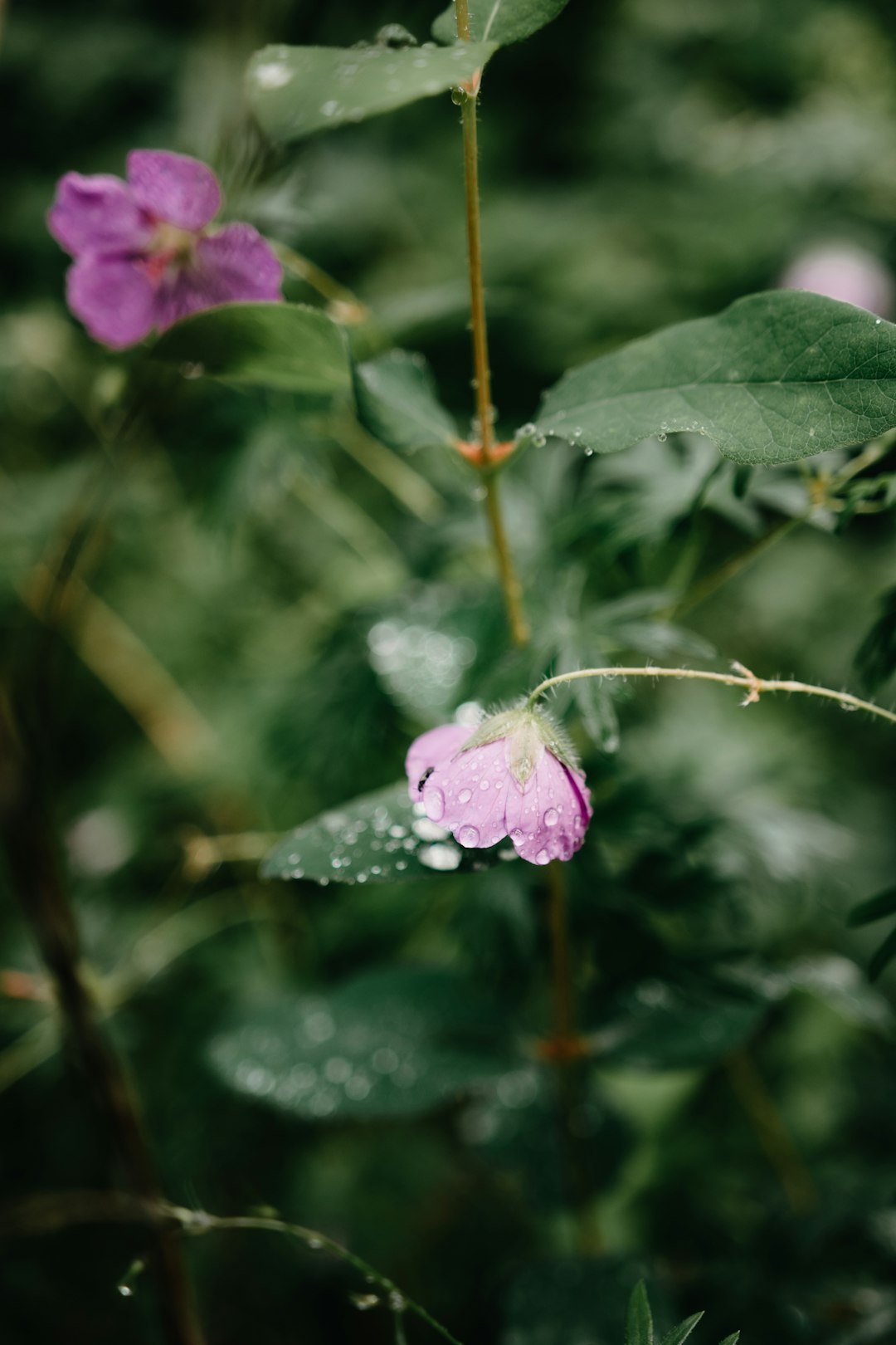 pink and white flower in tilt shift lens