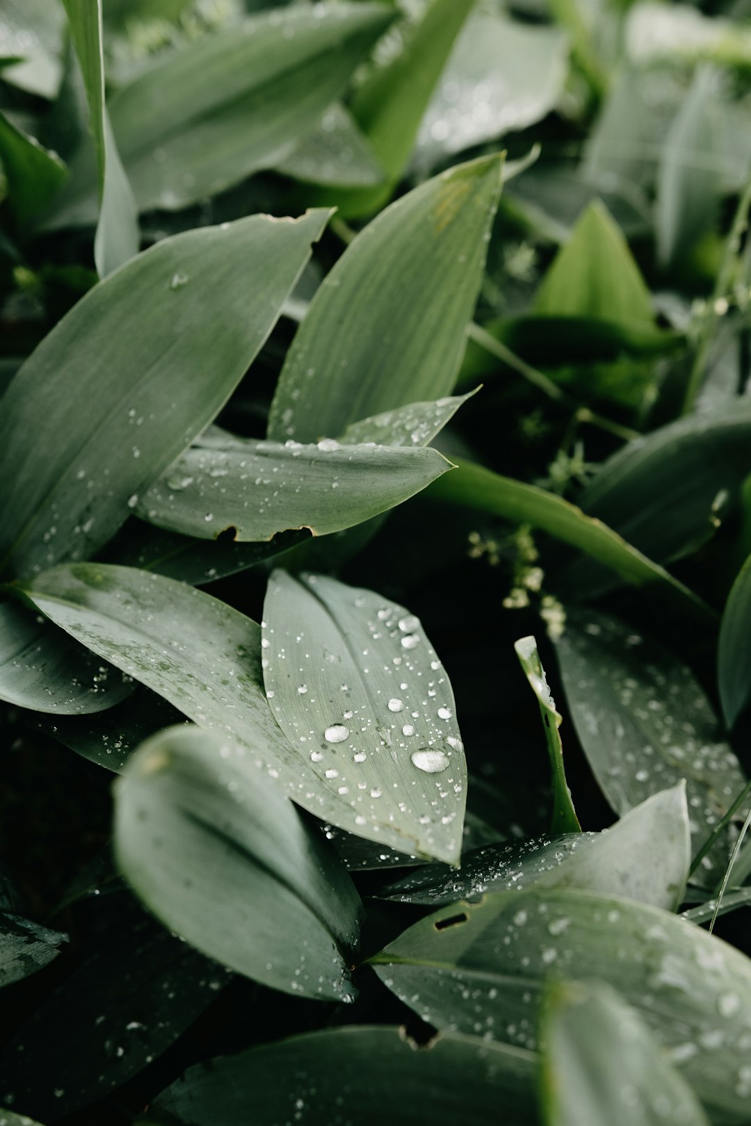 water droplets on green plant