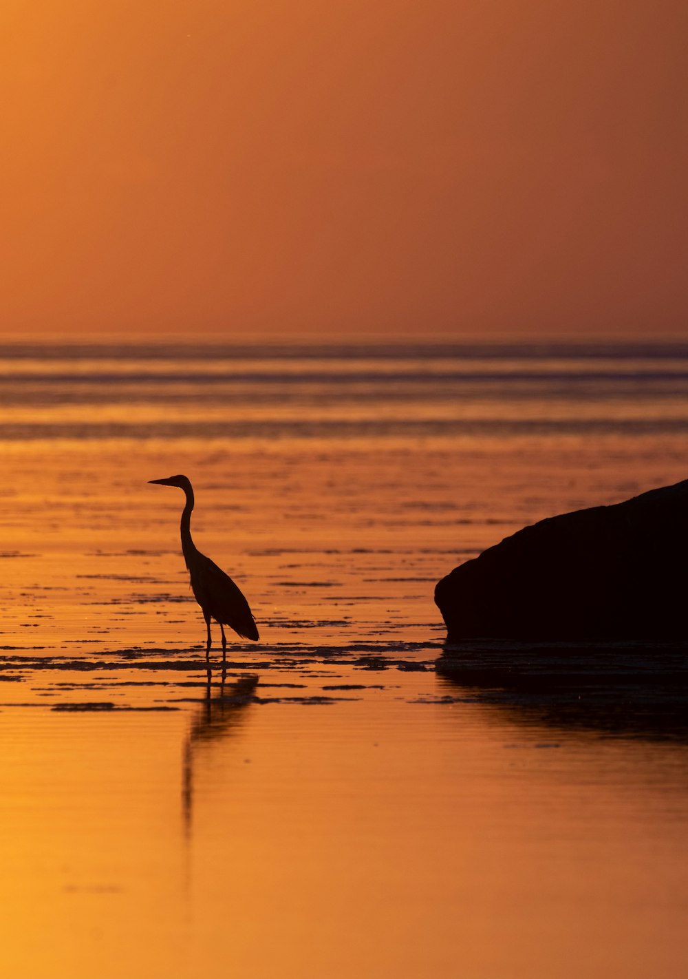 silhouette of bird on rock formation near body of water during sunset