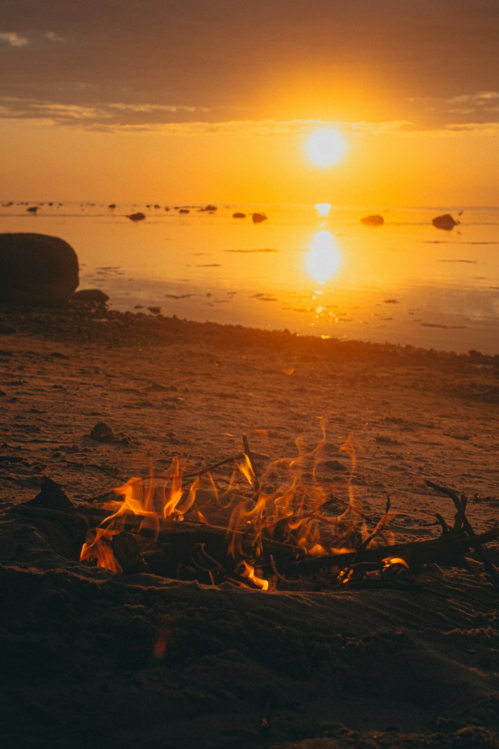 brown tree branches on seashore during sunset