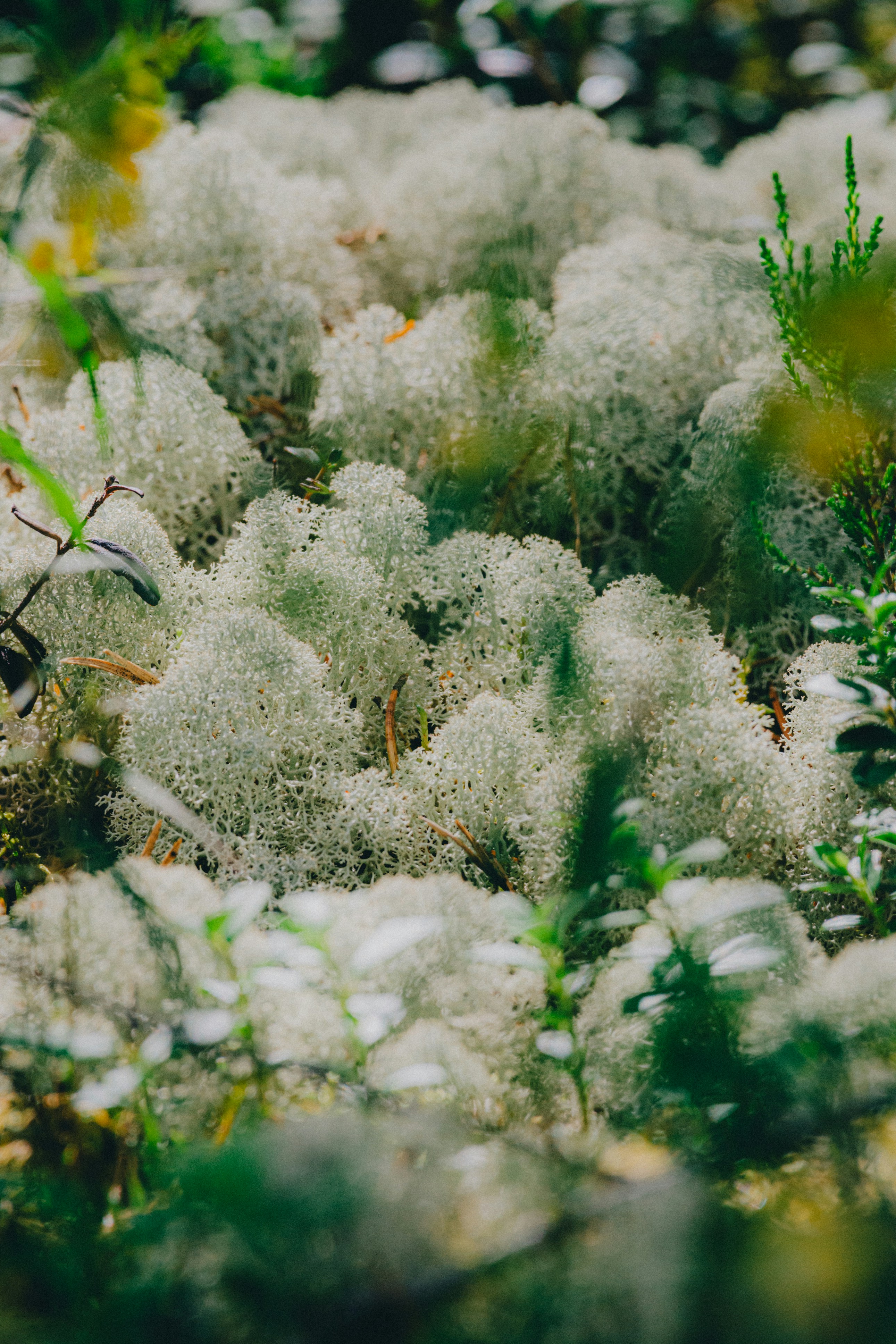 Photo by siimlukka
