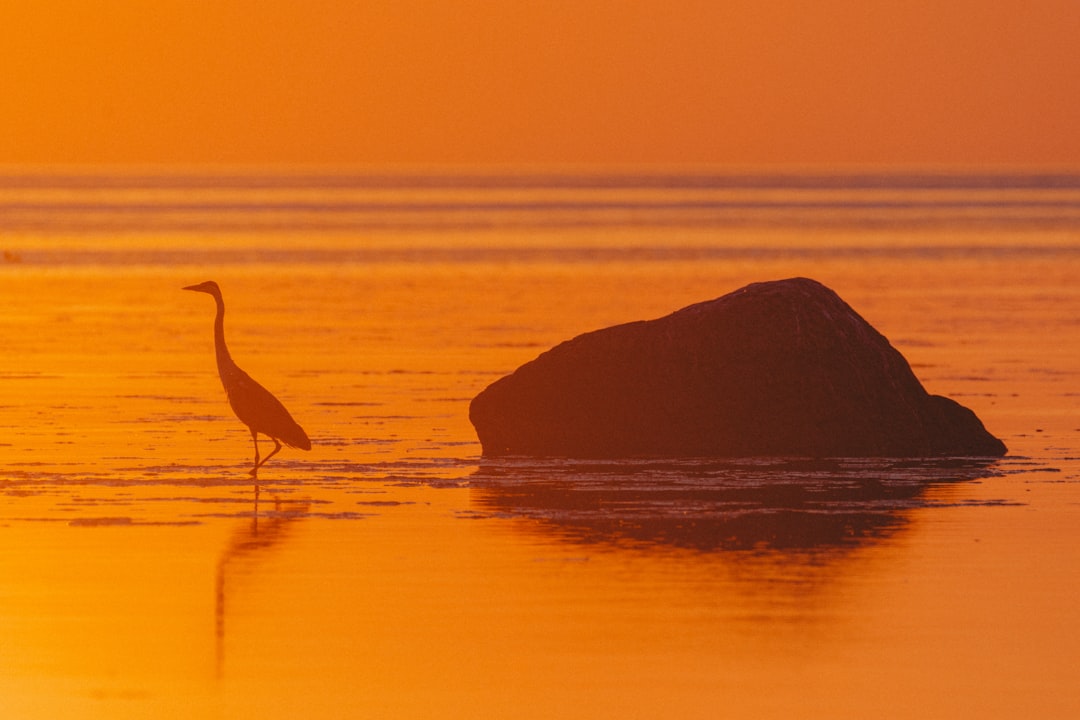 silhouette of bird on rock in the middle of water during sunset