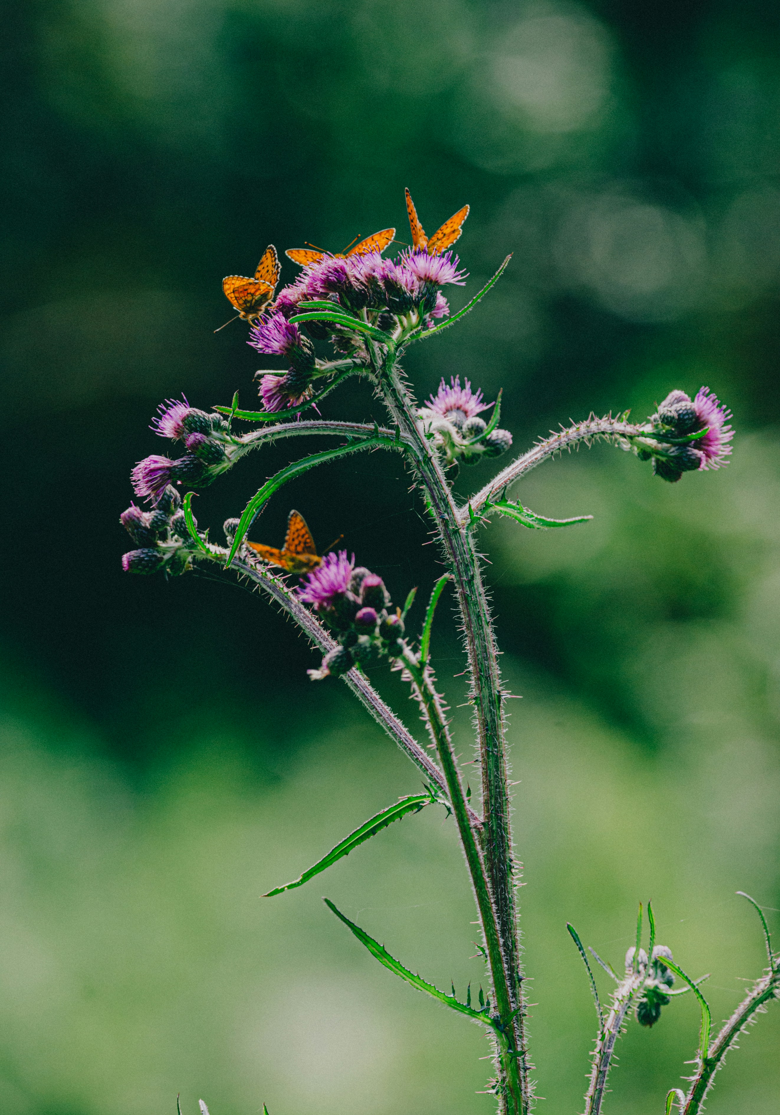 yellow and black butterfly perched on purple flower in close up photography during daytime