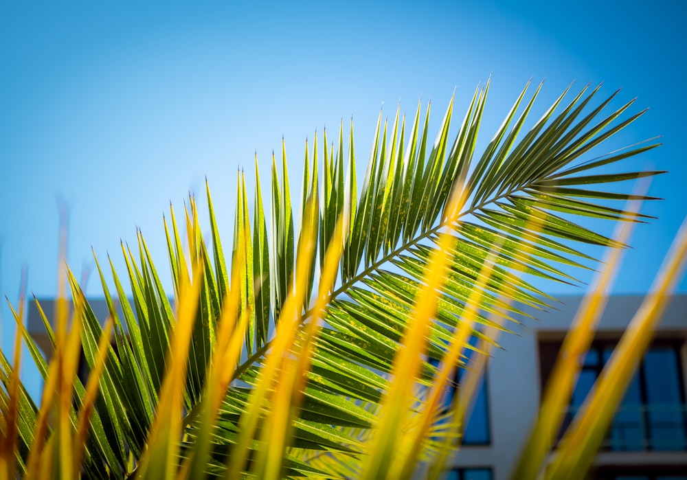 green palm tree under blue sky during daytime