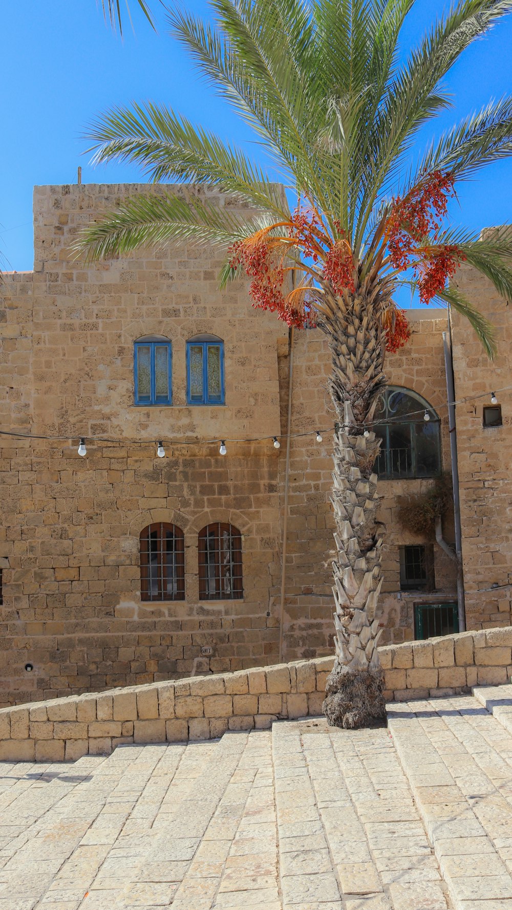 Palmier près d’un bâtiment en béton brun