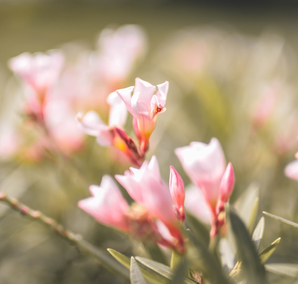 pink and white flower in tilt shift lens