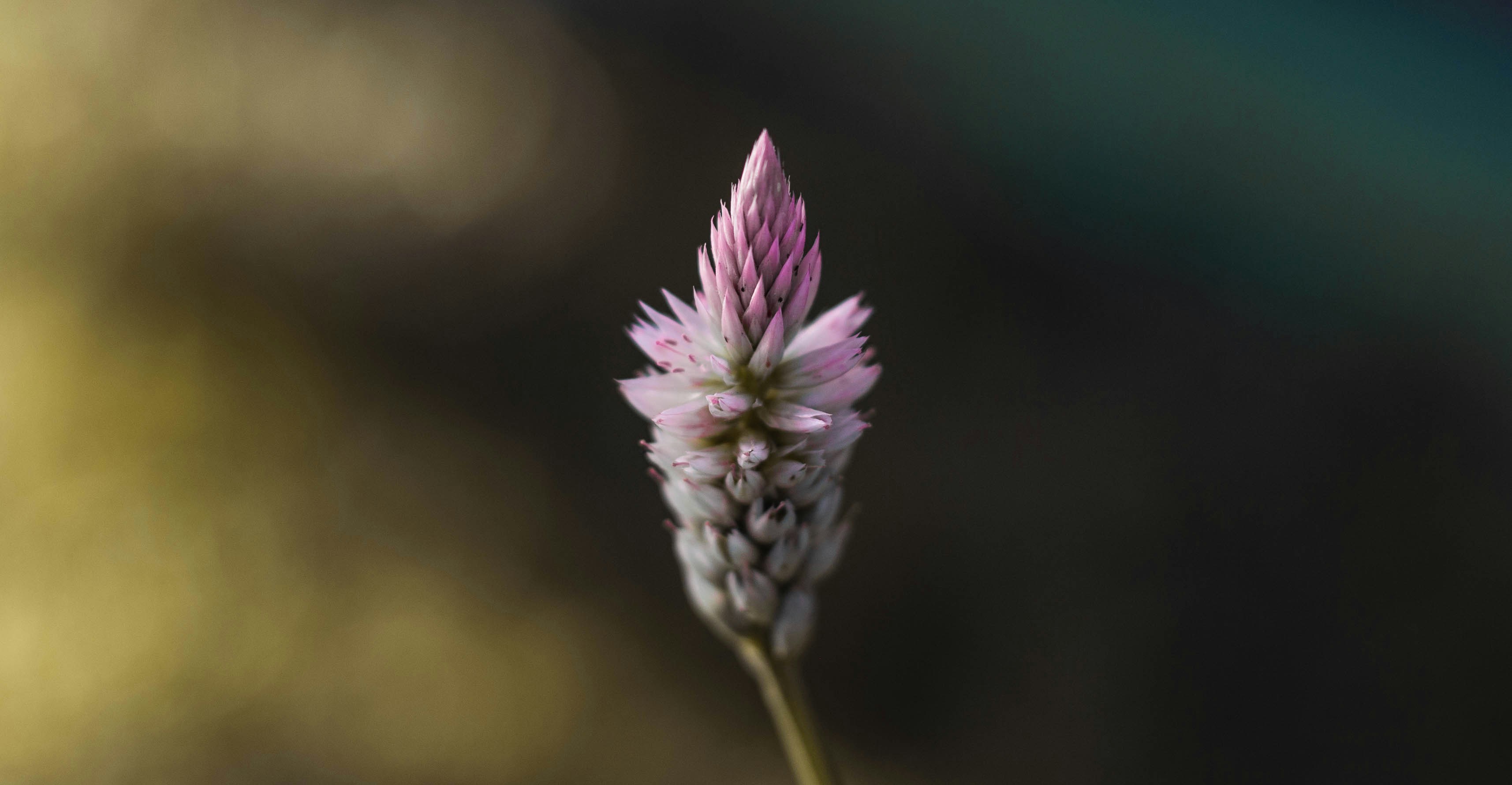 purple flower in tilt shift lens