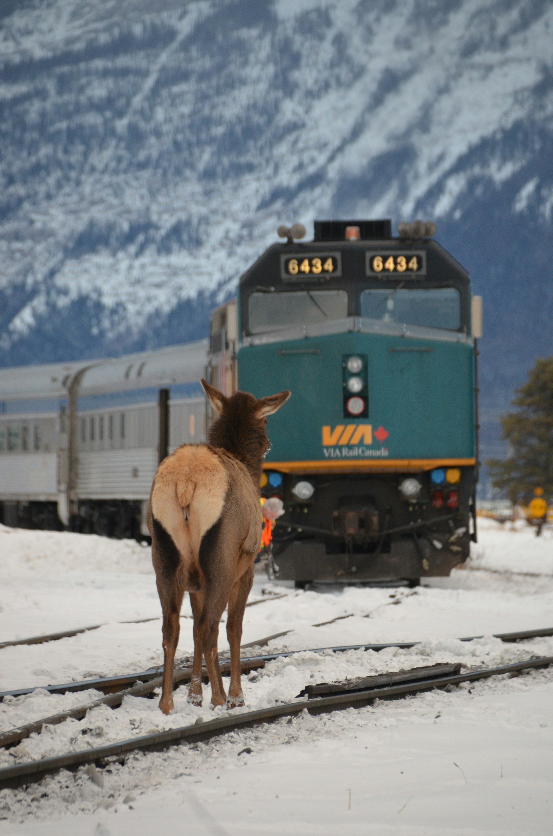 brown horse standing on snow covered ground during daytime