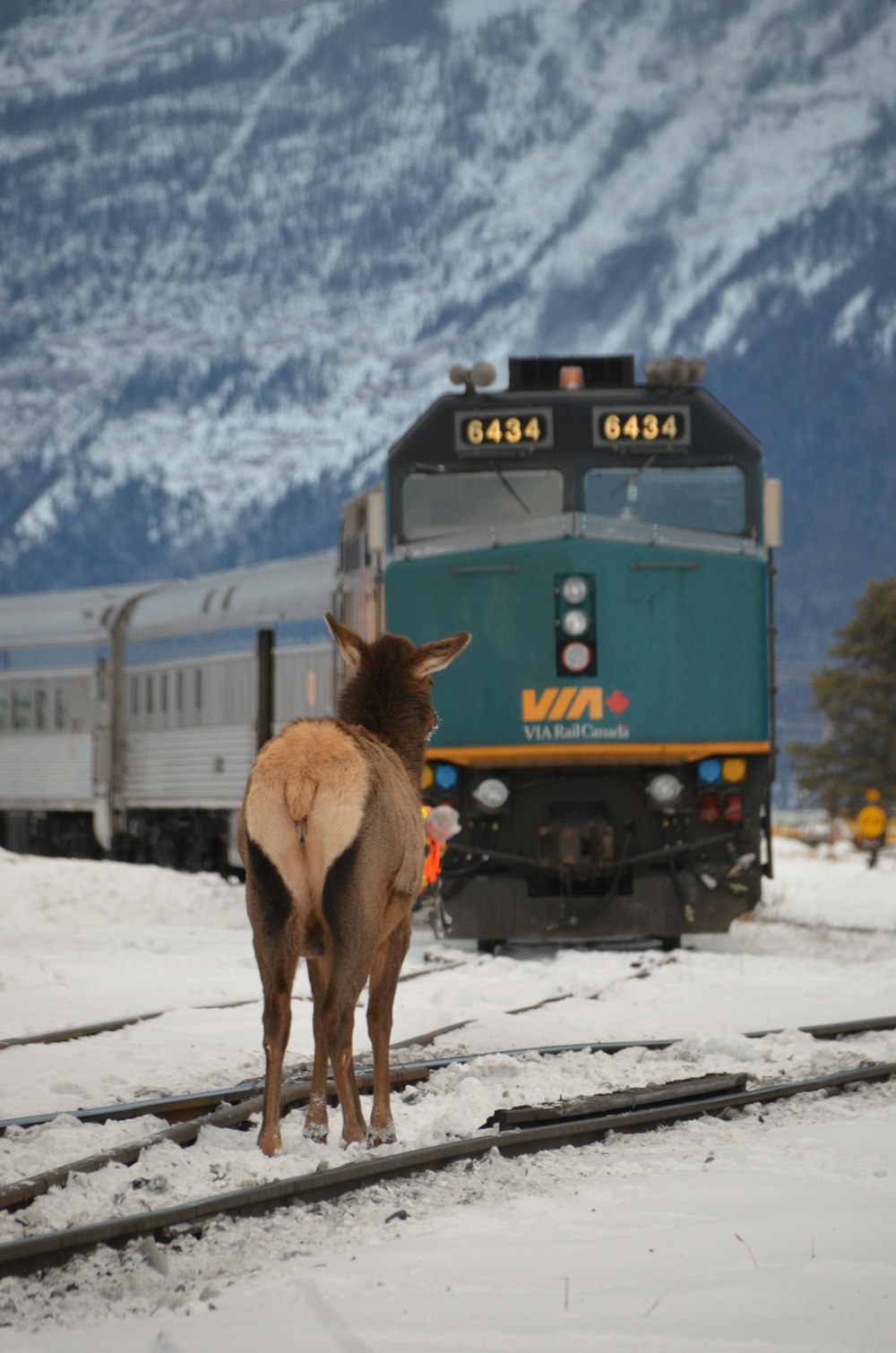 brown horse standing on snow covered ground during daytime